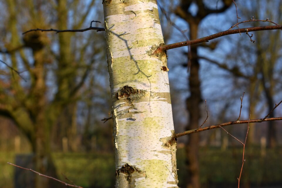 Trunk bark branch