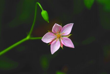 Leaf wildflower this cranesbill photo