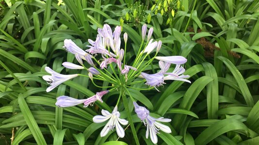 Garden flower leaf