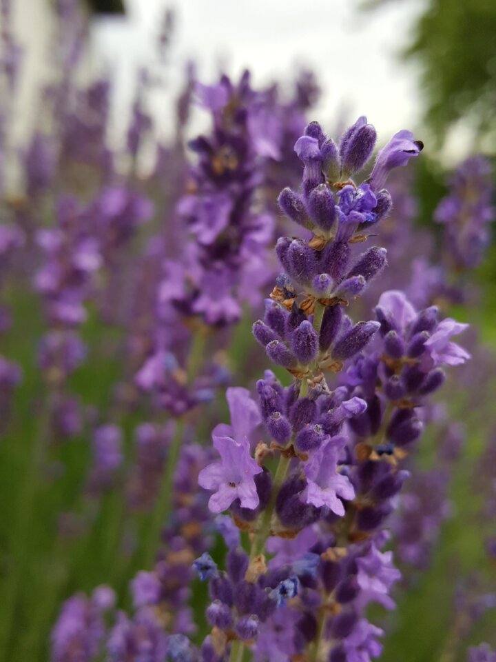 Smell nature lavender flowers