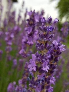 Smell nature lavender flowers photo