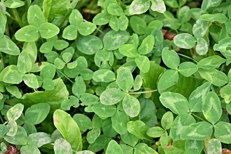 Green lucky charm nature photo