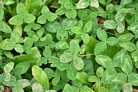 Green lucky charm nature