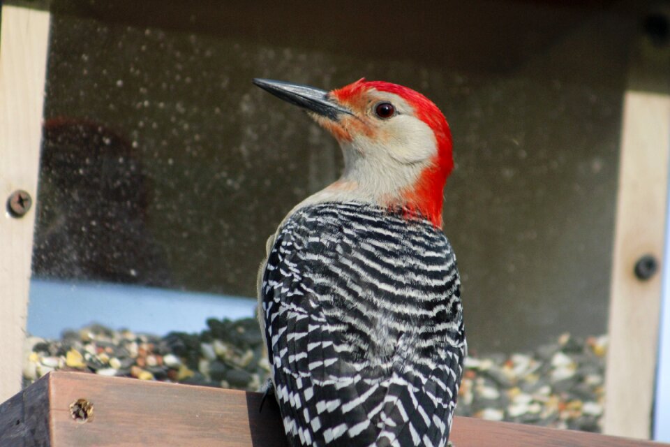 Red-bellied woodpecker wildlife wild