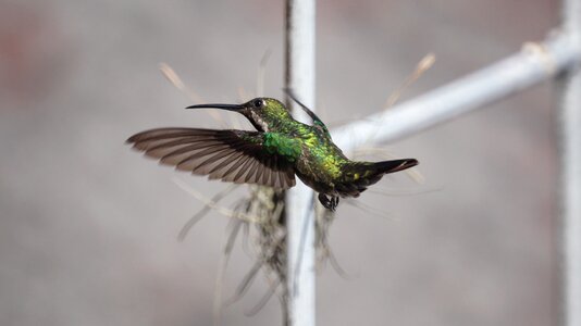 Ave hummingbird tominejo