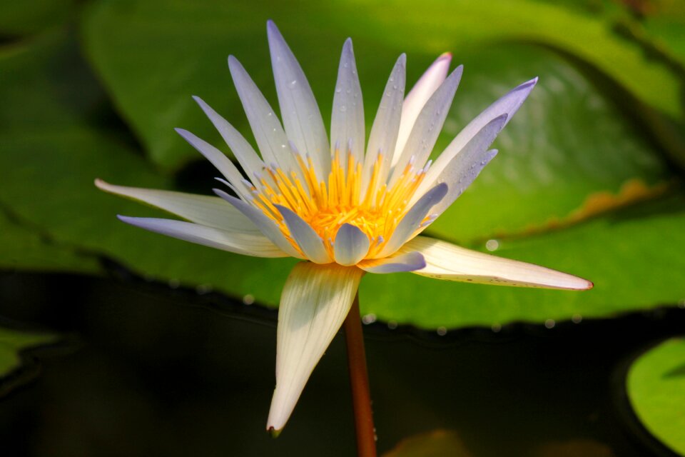 Nature white flower