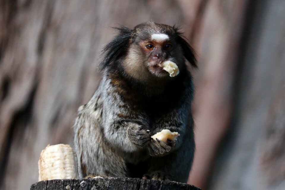 Mammals portrait marmoset