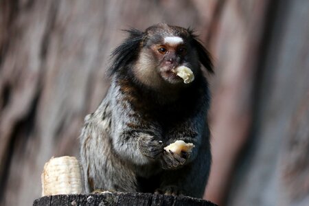 Mammals portrait marmoset photo