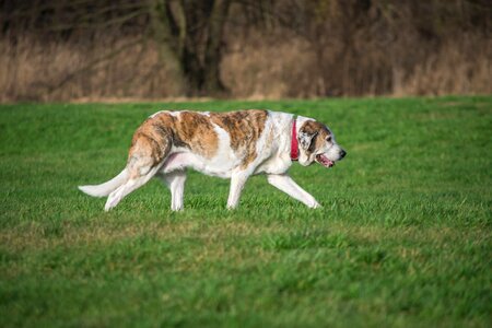 Mammal mastin herd protection dog photo