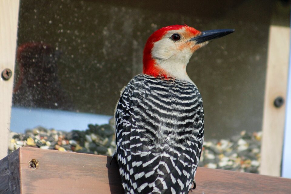 Red-bellied woodpecker wildlife wild