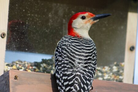Red-bellied woodpecker wildlife wild photo