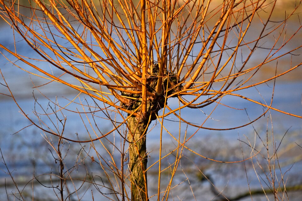 Salix alba vitellina britzensis trunk branch