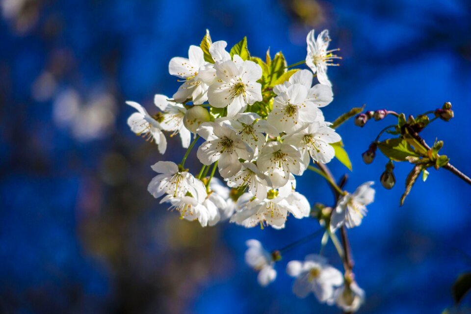 White flower blue