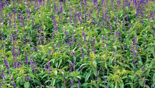 Plants flowers of the field nature