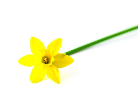 Isolated narcissus pseudonarcissus daffodil photo