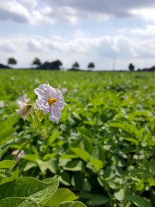 Bloom arable agriculture photo