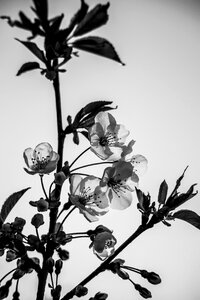 Transparent decoration white