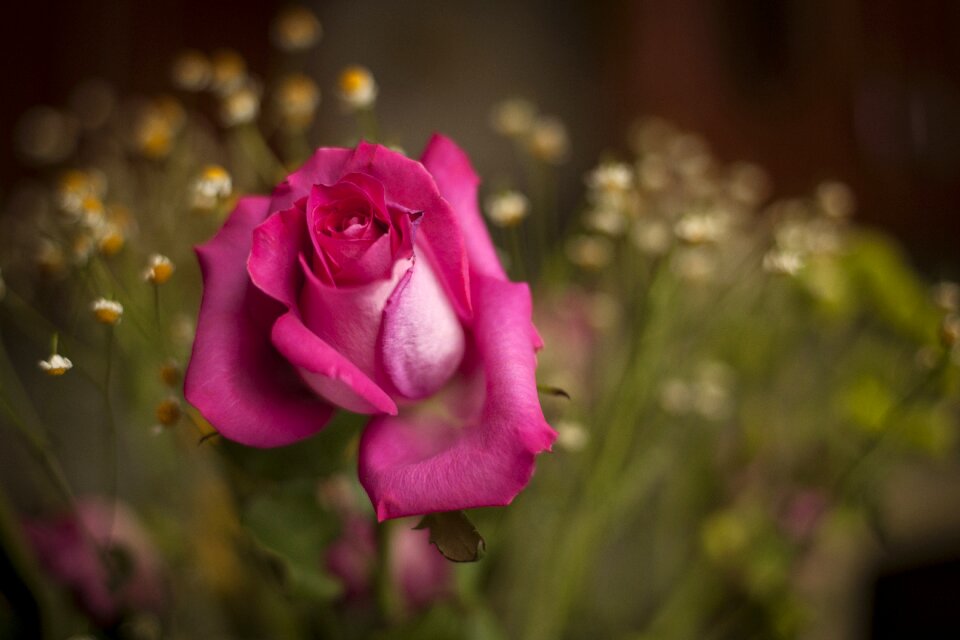 Sheet garden rose
