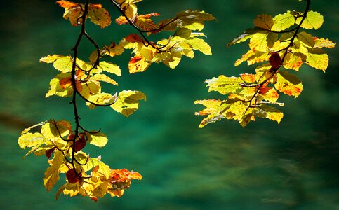 Golden autumn tree fall foliage