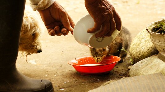 Cat dog laborious hands
