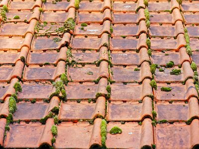 Moss roof brick photo
