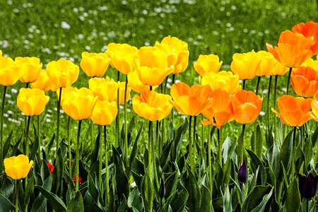 Garden tulip blossom