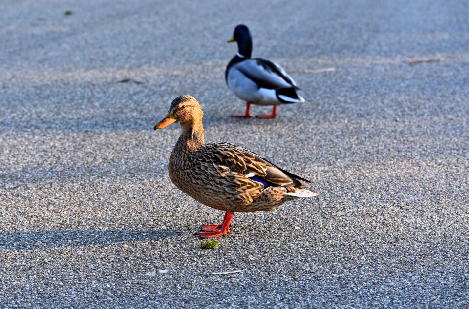 Bird aquatic bird waterfowl