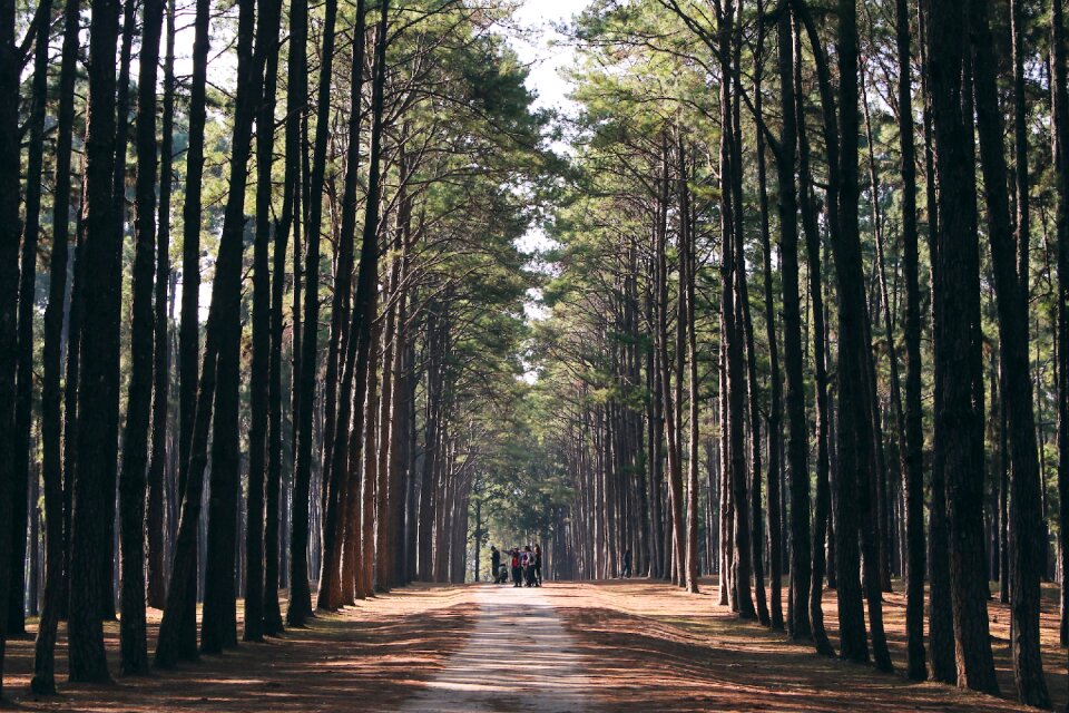Trees people group
