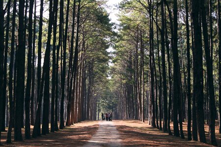 Trees people group