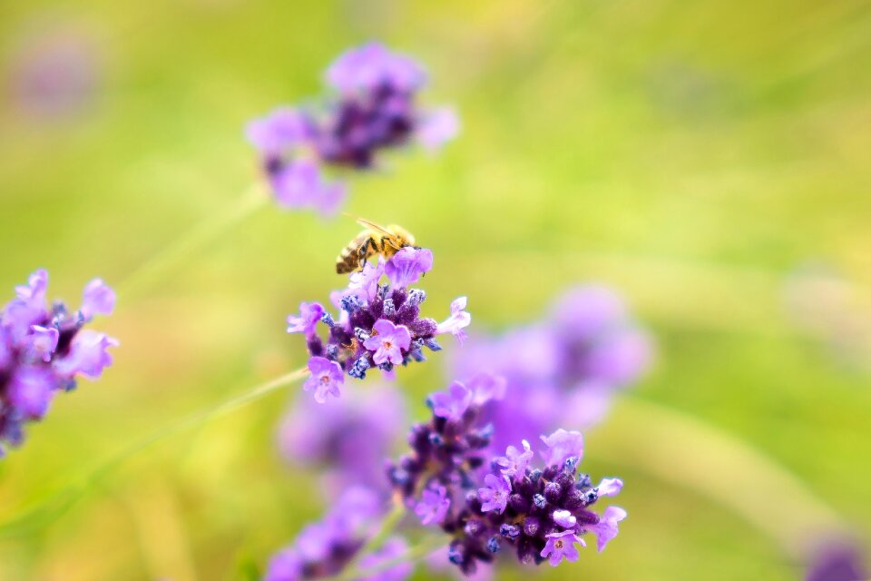 Summer leaf meadow