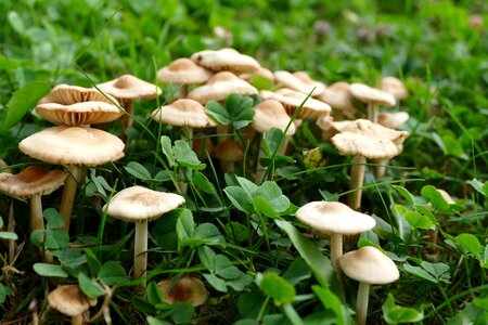 Mushrooms forest fruit autumn
