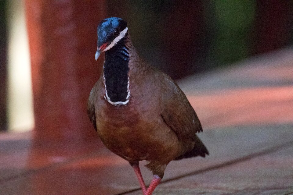 Blue-headed quail-dove endemic birding photo