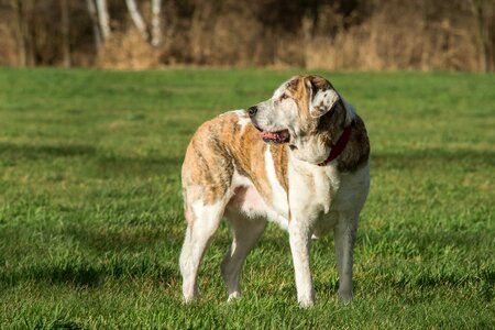 Grass mastin herd protection dog