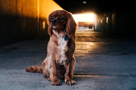 Sunlight dog puppy