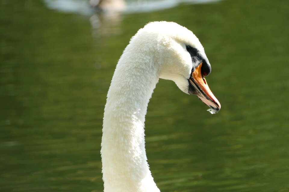 Mute swan species white