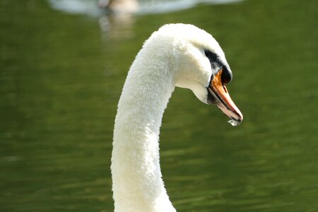 Mute swan species white photo