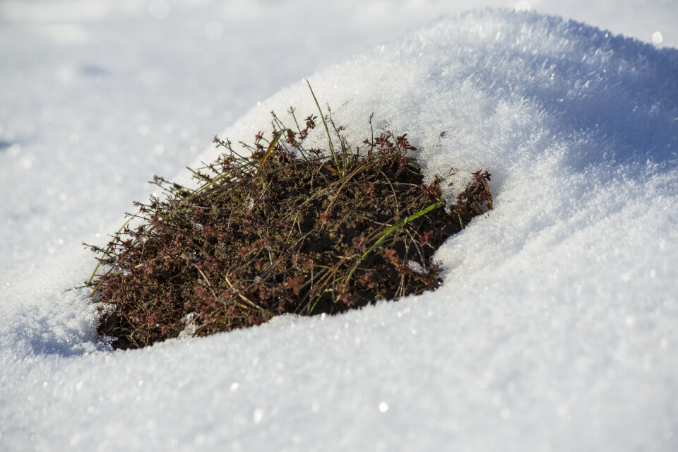 Cold snowfall frozen