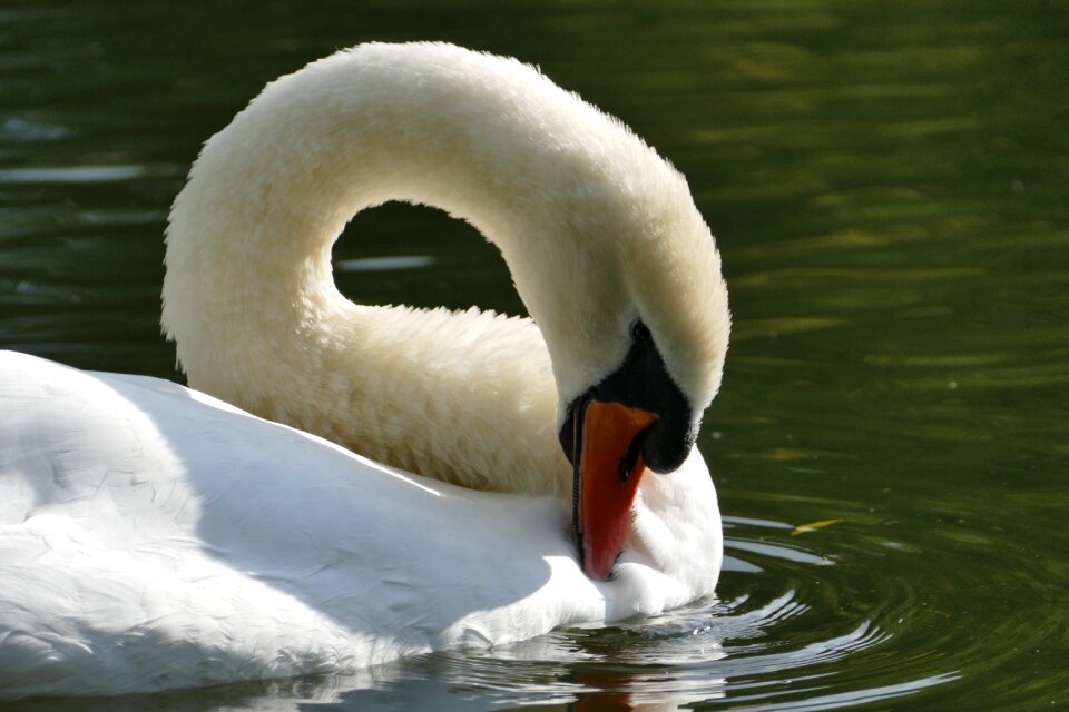 Mute swan water bird white
