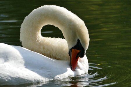 Mute swan water bird white