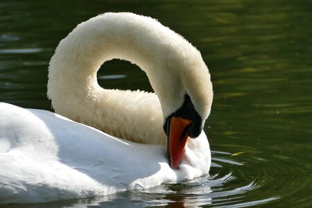 Mute swan water bird white photo