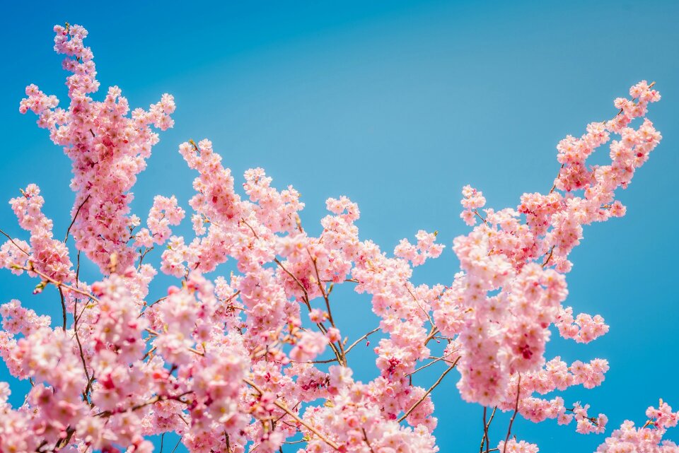 Cherry cherry blossom blue sky