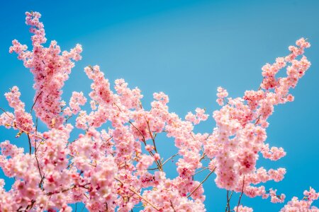 Cherry cherry blossom blue sky