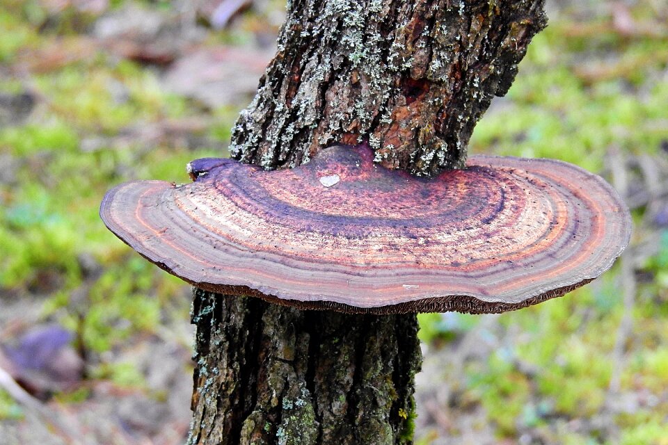 Mushroom the bark hub