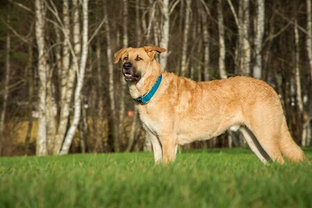 Grass mammal big dog