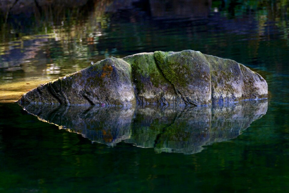 Lichen mirroring light