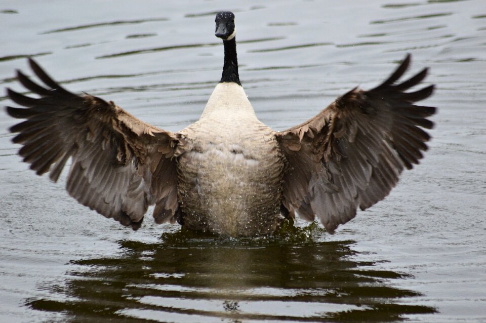 Standing on water
