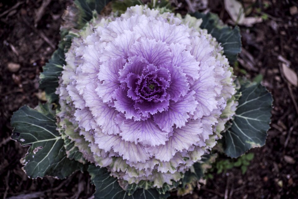 Flower garden closeup