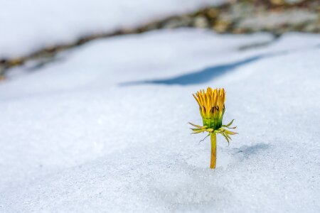 Flower winter magic dandelion