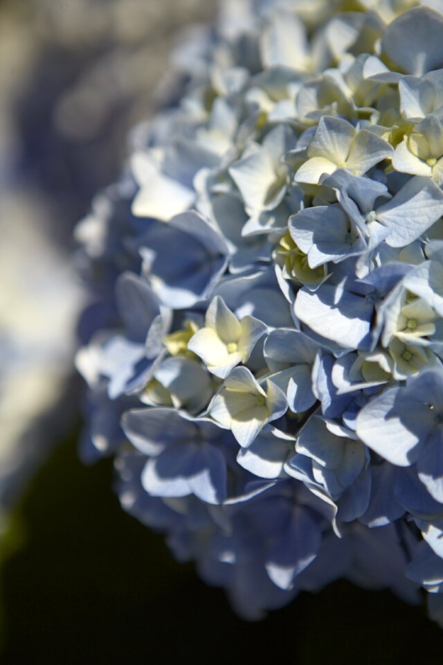 Background close up hydrangea