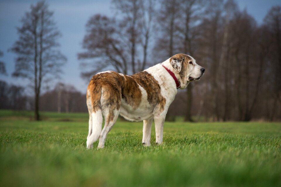 Meadow field mammal